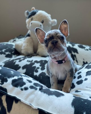 Piazza Large Wrangler Tufted Dog Bed - image 6 of 9