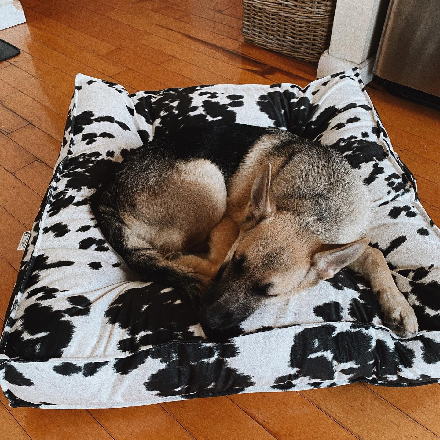 Crate and clearance barrel dog beds