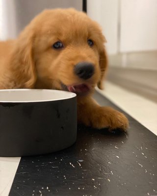 PAIKKA ® Medium Grey Ceramic Dog Water Bowl - image 2 of 3