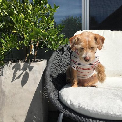 Morocco Graphite Oval Outdoor Lounge Chair with White Cushion - image 11 of 11