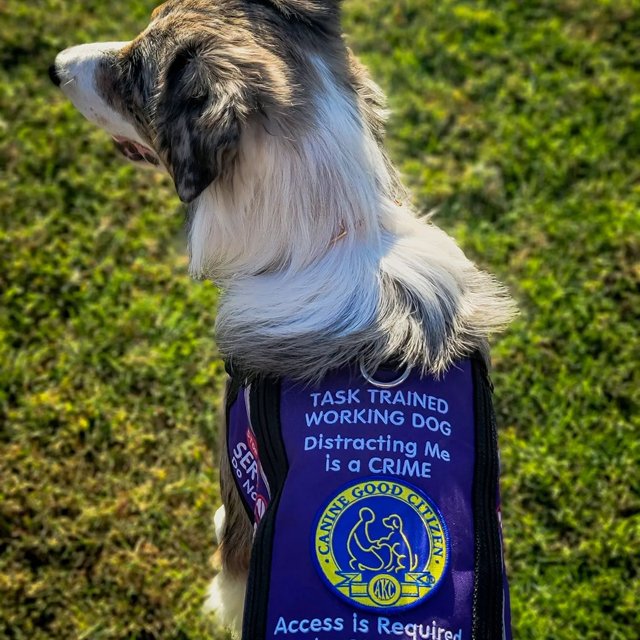 What Is Cgc Certification For Dogs What Is Cgc Certification For Dogs
