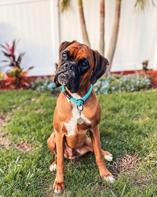 Meet The Boxer (CompanionHouse Books) Expert Advice From The American  Kennel Club On Choosing A Puppy, Dog Training, Fun Activities, Health,  Nutrition, Grooming, And More .ng