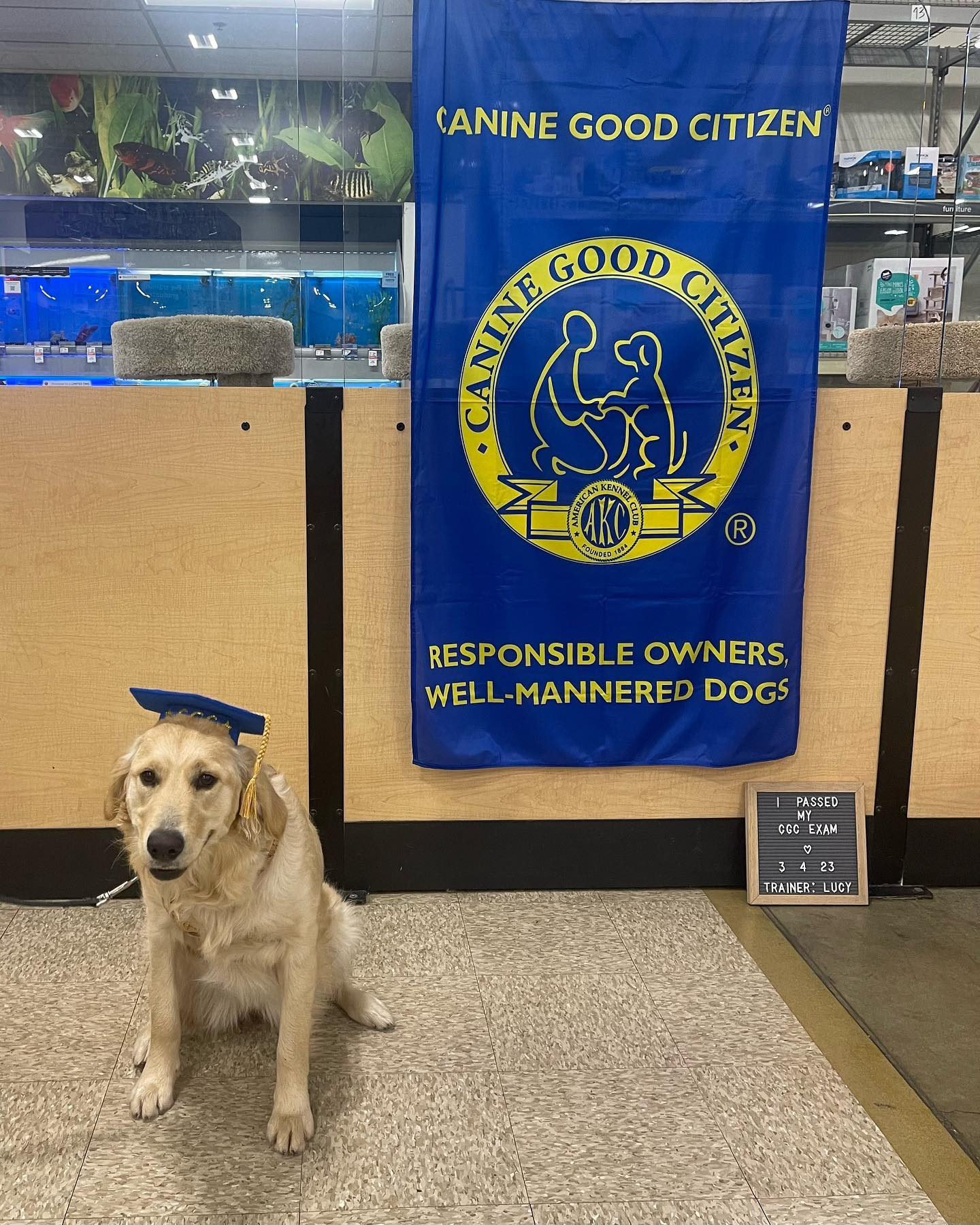 Canine good sale citizen therapy dog