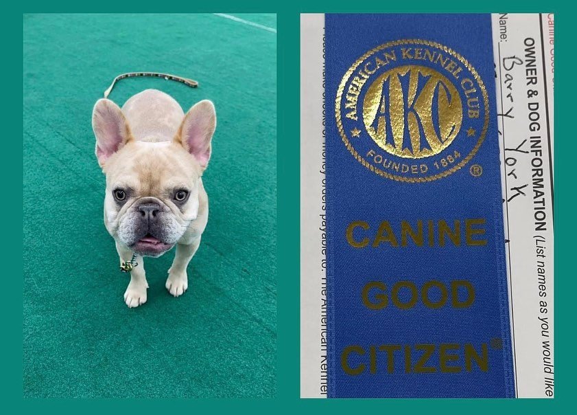 Kennel club shop good citizen platinum