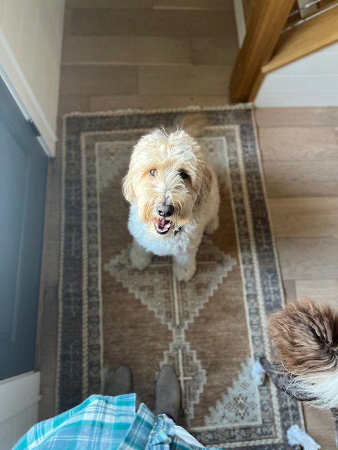 Kate Rug