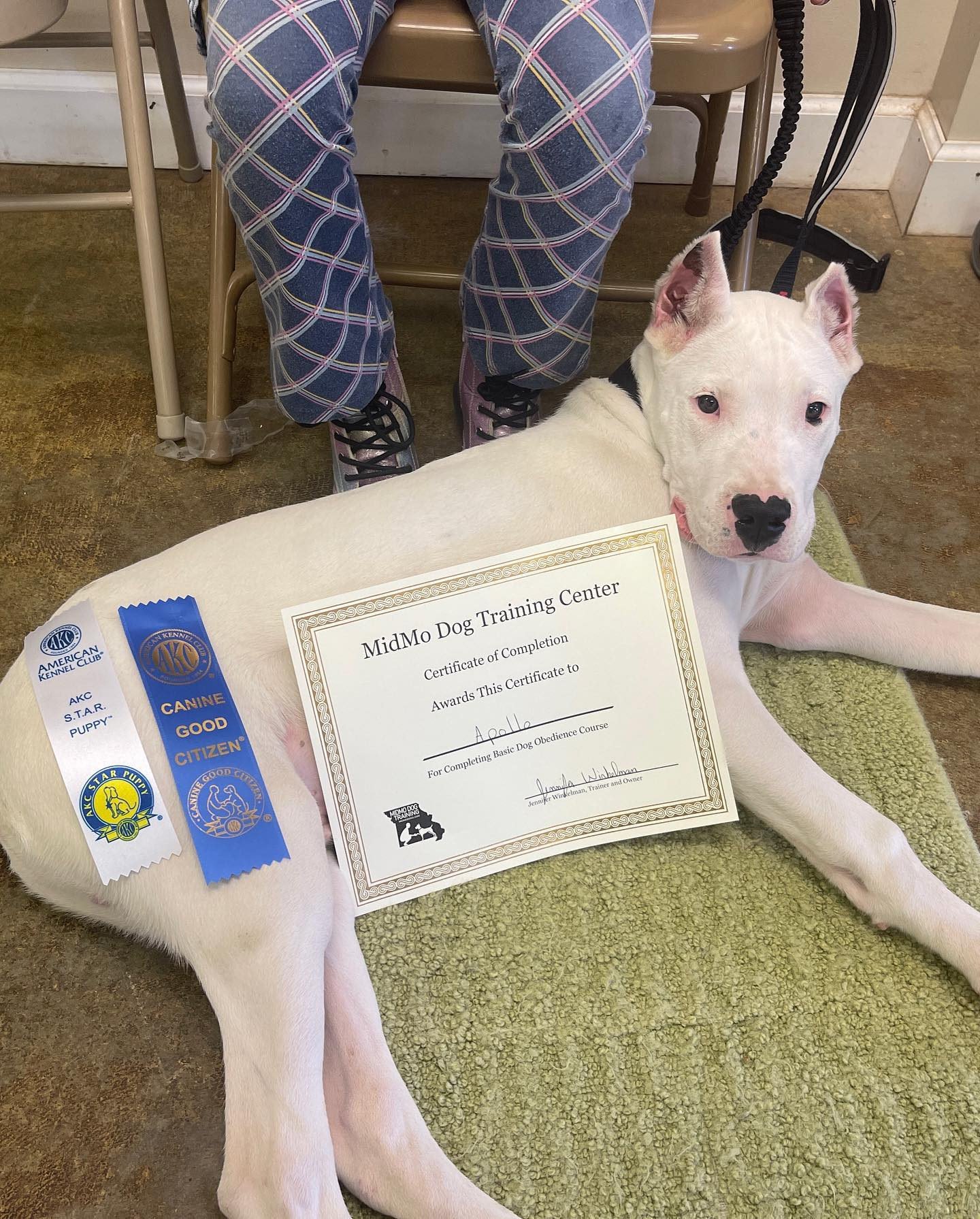 Canine good best sale citizen therapy dog