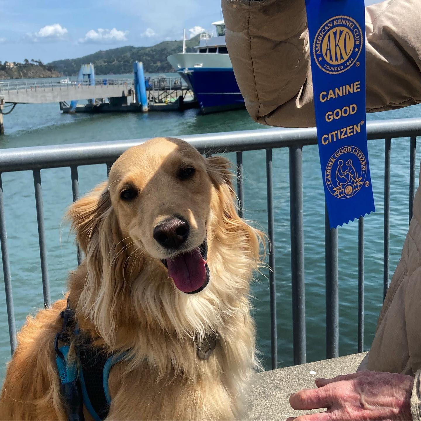 Kennel club hotsell good citizen award