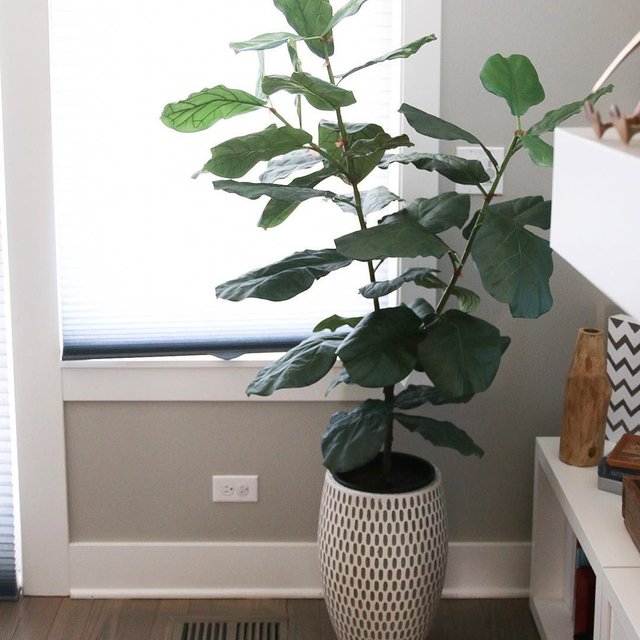 large indoor plants Modern Office Duo Houseplants with Planter - Large (tall) Cement Grey Planters