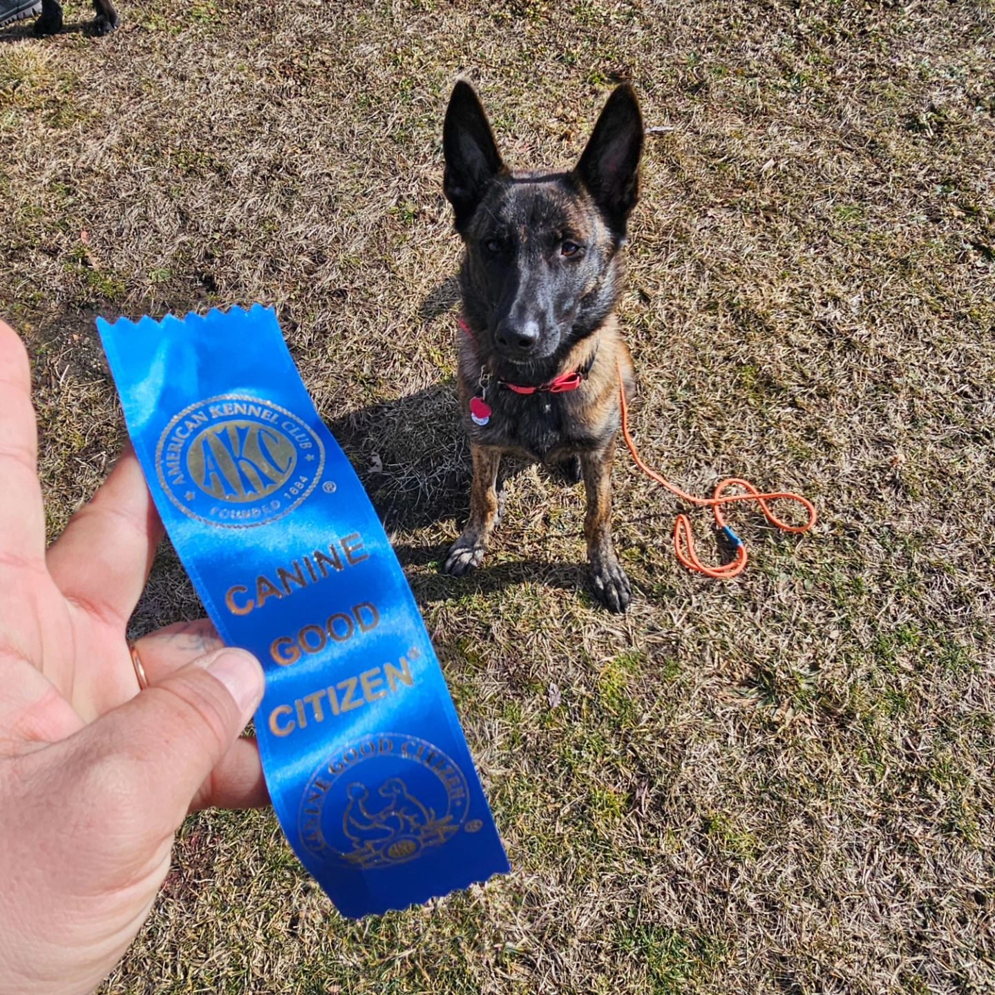 AMERICAN KENNEL CLUB☆ケネルクラブ　トレーニングリード☆G Canine Good Citizen (CGC) – American Kennel Club