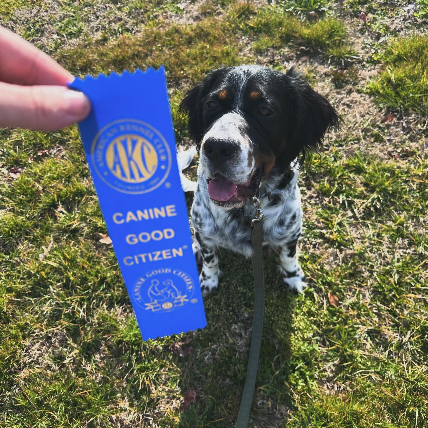 Dog Training – American Kennel Club
