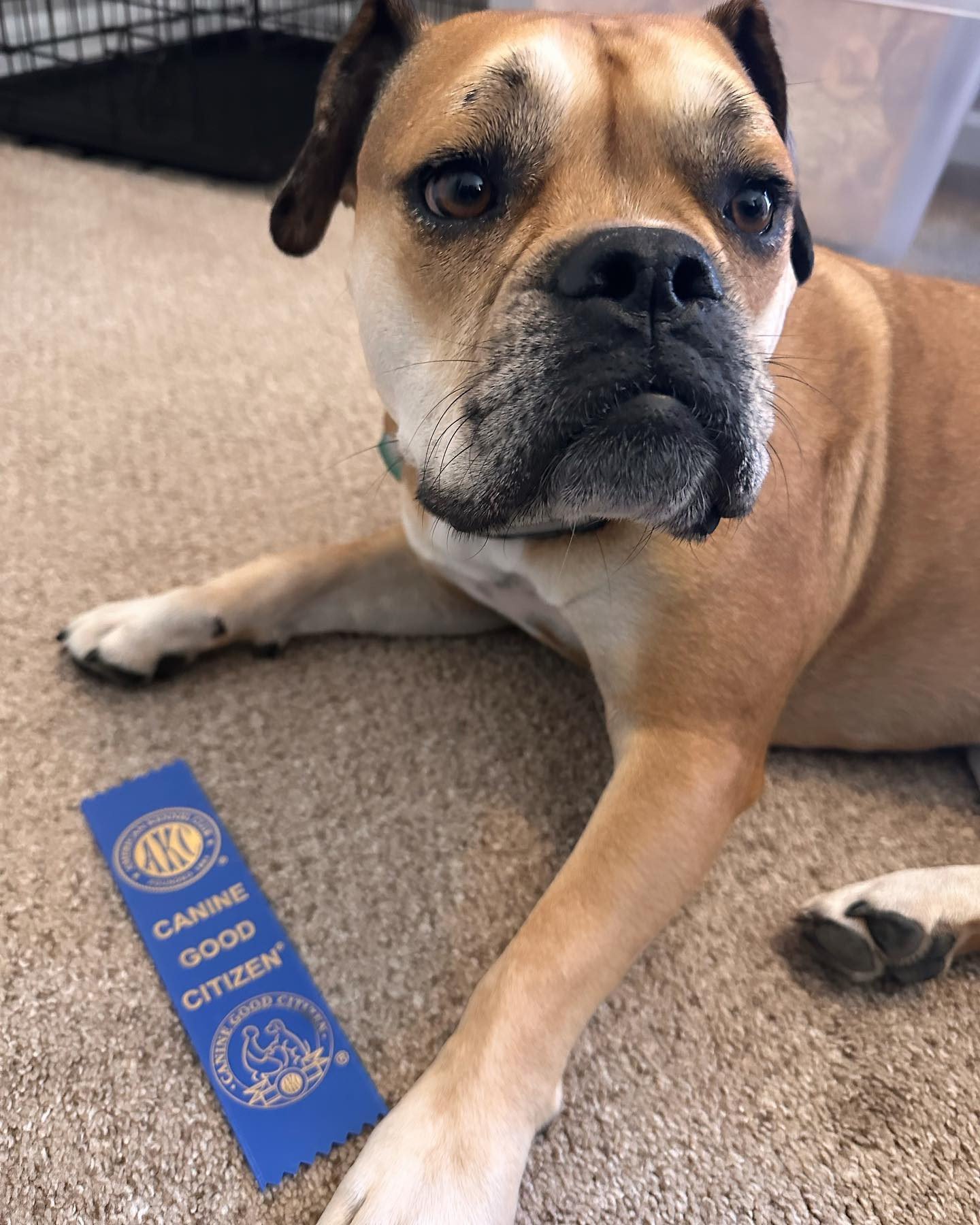 AMERICAN KENNEL CLUB☆ケネルクラブ　トレーニングリード☆G Canine Good Citizen (CGC) – American Kennel Club