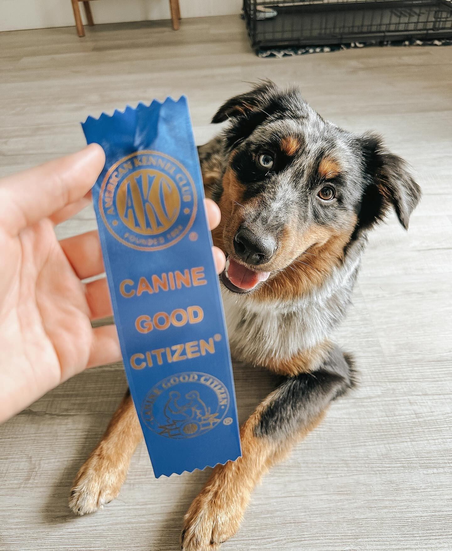 Canine Good Citizen CGC American Kennel Club