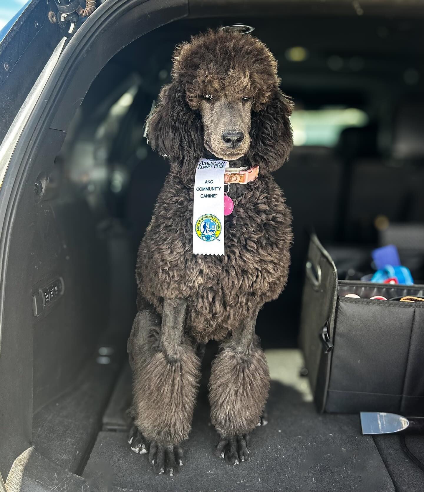 AMERICAN KENNEL CLUB☆ケネルクラブ　トレーニングリード☆G Canine Good Citizen (CGC) – American Kennel Club