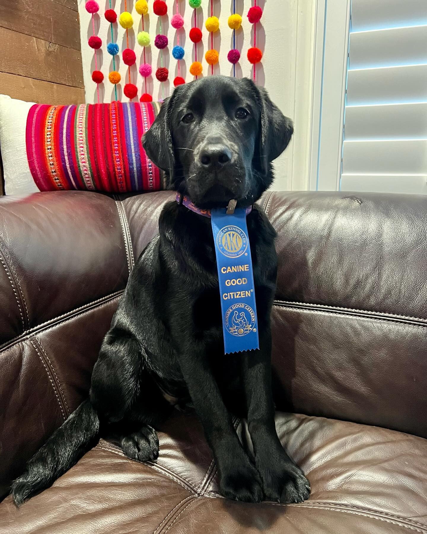 Dog Training – American Kennel Club