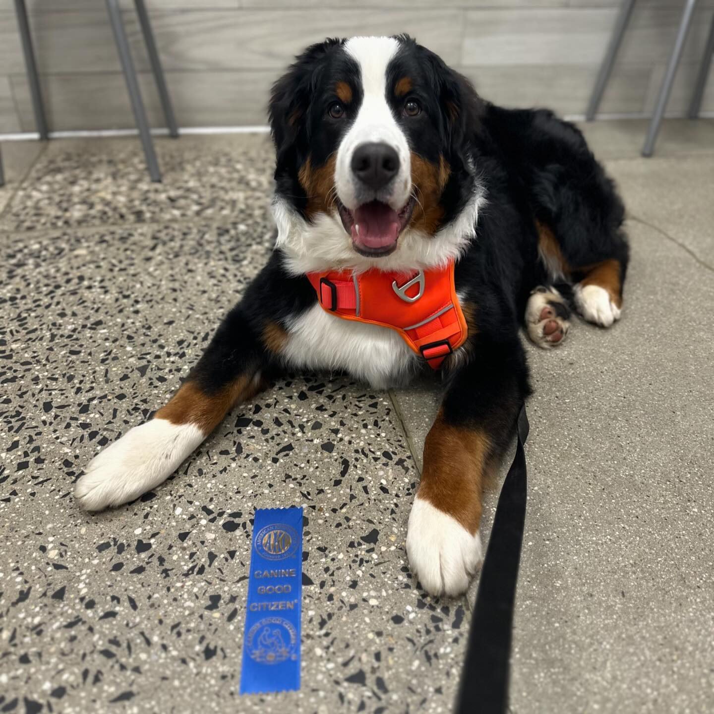 Canine Good Citizen (CGC) – American Kennel Club