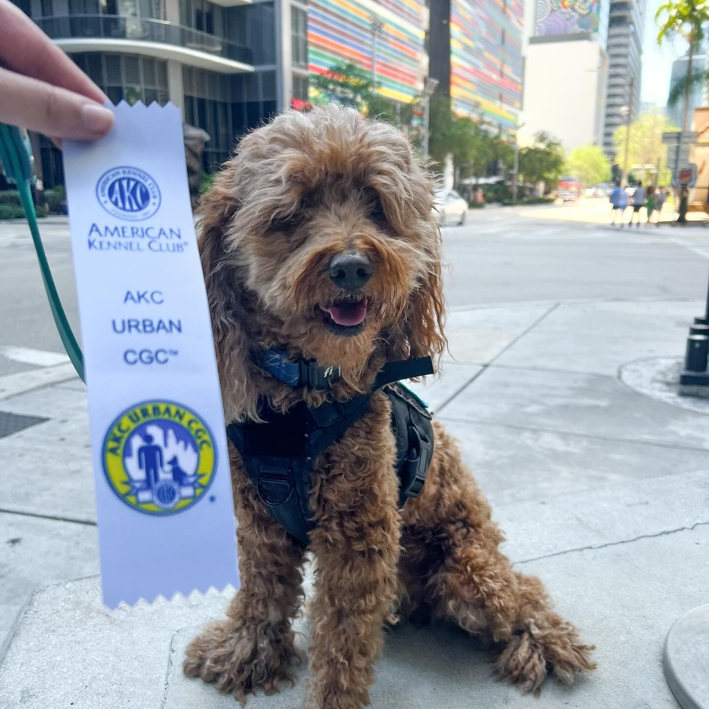 Labradoodle american kennel club fashion