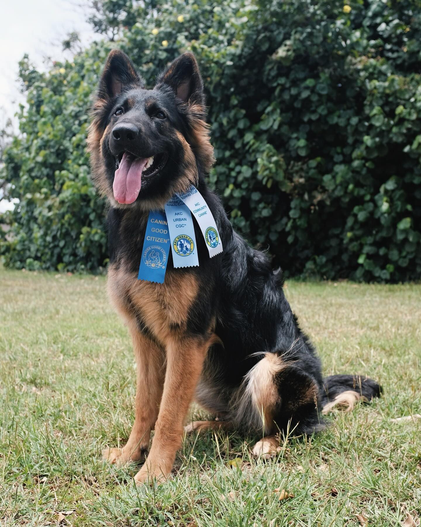 Canine Good Citizen (CGC) – American Kennel Club