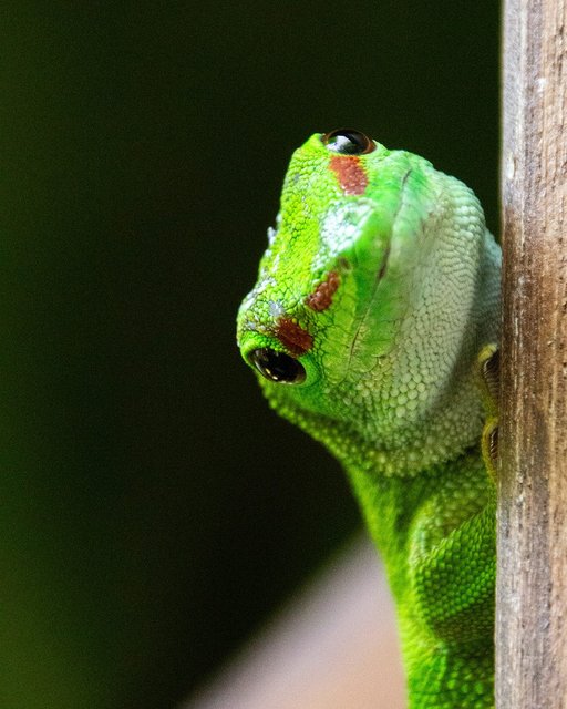 Have a look at this wonderful creature. No glass or fence or anything!
sealifehannover

#hannover#madagascargecko#sealife#canon#bigeyes