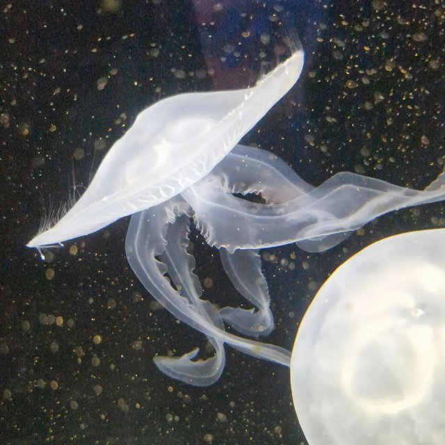Die Quallen haben es mir irgendwie angetan 🪼 

sealifehannover 🪼🦈🐢🐙🐠🦎🐟

#sealifehannover #hannover #sealifeaquarium 
#quallen #quallenaquarium #familienzeit 
#ausflugsziel #herrenhäusergärten 
#neuesentdecken #jennyoutside