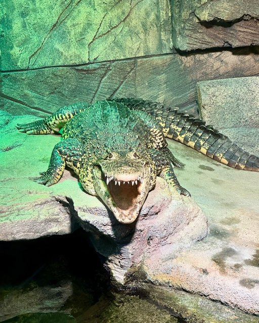 Kubakrokodil sealifehannover 
Kuba- oder Rautenkrokodile werden in Deutschland sechsmal gehalten. In Freiheit gibt es nur noch wenige tausend Exemplare. 
Aufnahmen vom 9. Oktober. 

#sealifehannover #kubakrokodil #rautenkrokodil #cubancrocodile 
#zoofotografie #zoophotography #iphone14promax