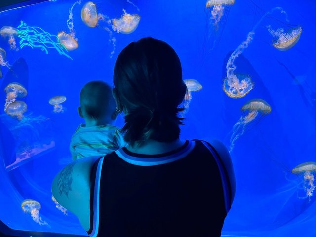 🪼🪼🪼

sealifehannover #sealife #quallen #jellyfish #aquarium #minime #hannover #underwater